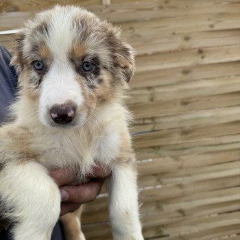 chiot Berger australien Rouge merle Chiot 7 Berger australien des fauminards