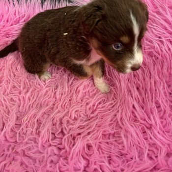 chiot Berger australien Rouge tricolore Berger australien des fauminards