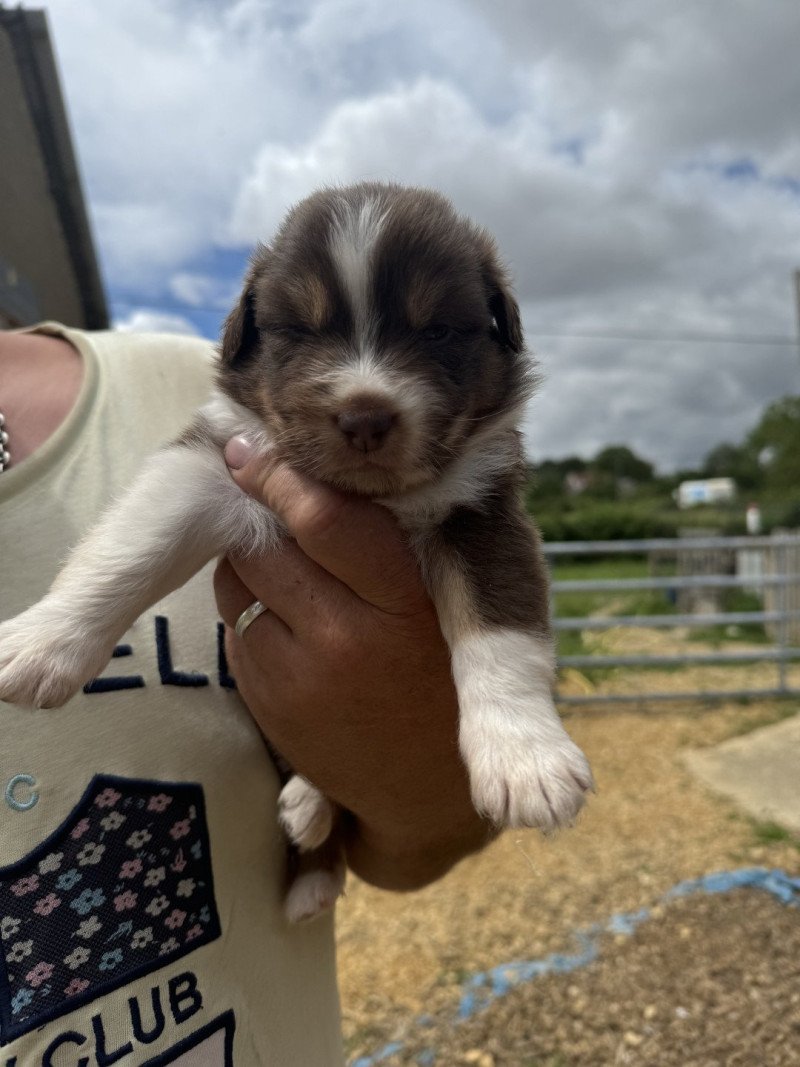Vox Mâle Berger australien