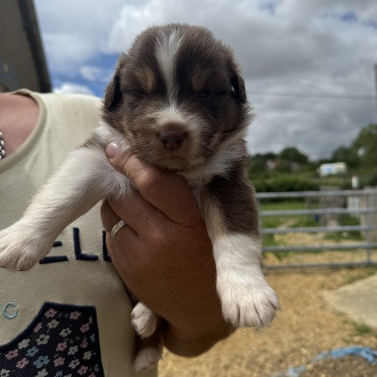 chiot Berger australien Rouge tricolore Vox Berger australien des fauminards