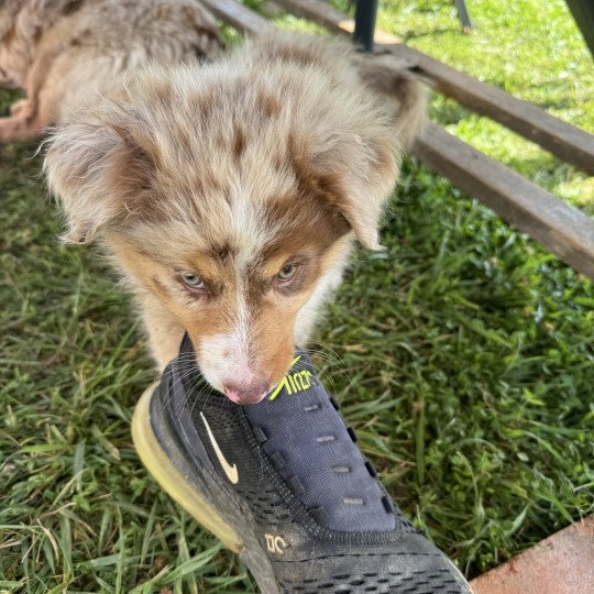 chiot Berger australien Rouge merle Vegas Berger australien des fauminards
