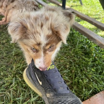 chiot Berger australien Rouge merle Vegas Berger australien des fauminards