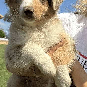 chiot Berger australien Rouge merle Vegas Berger australien des fauminards