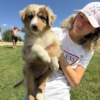 chiot Berger australien Rouge merle Vegas Berger australien des fauminards