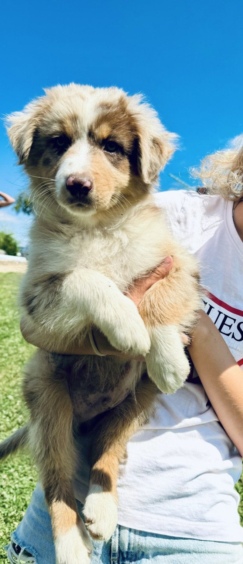 Vegas Mâle Berger australien