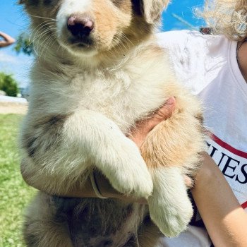 chiot Berger australien Rouge merle Vegas Berger australien des fauminards