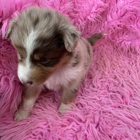chiot Berger australien Rouge merle Berger australien des fauminards