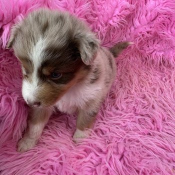 chiot Berger australien Rouge merle Berger australien des fauminards