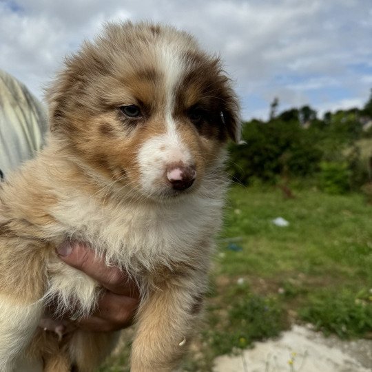chiot Berger australien Rouge merle Berger australien des fauminards