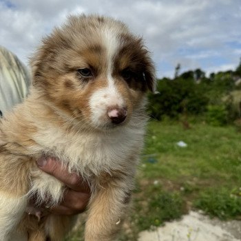 chiot Berger australien Rouge merle Berger australien des fauminards