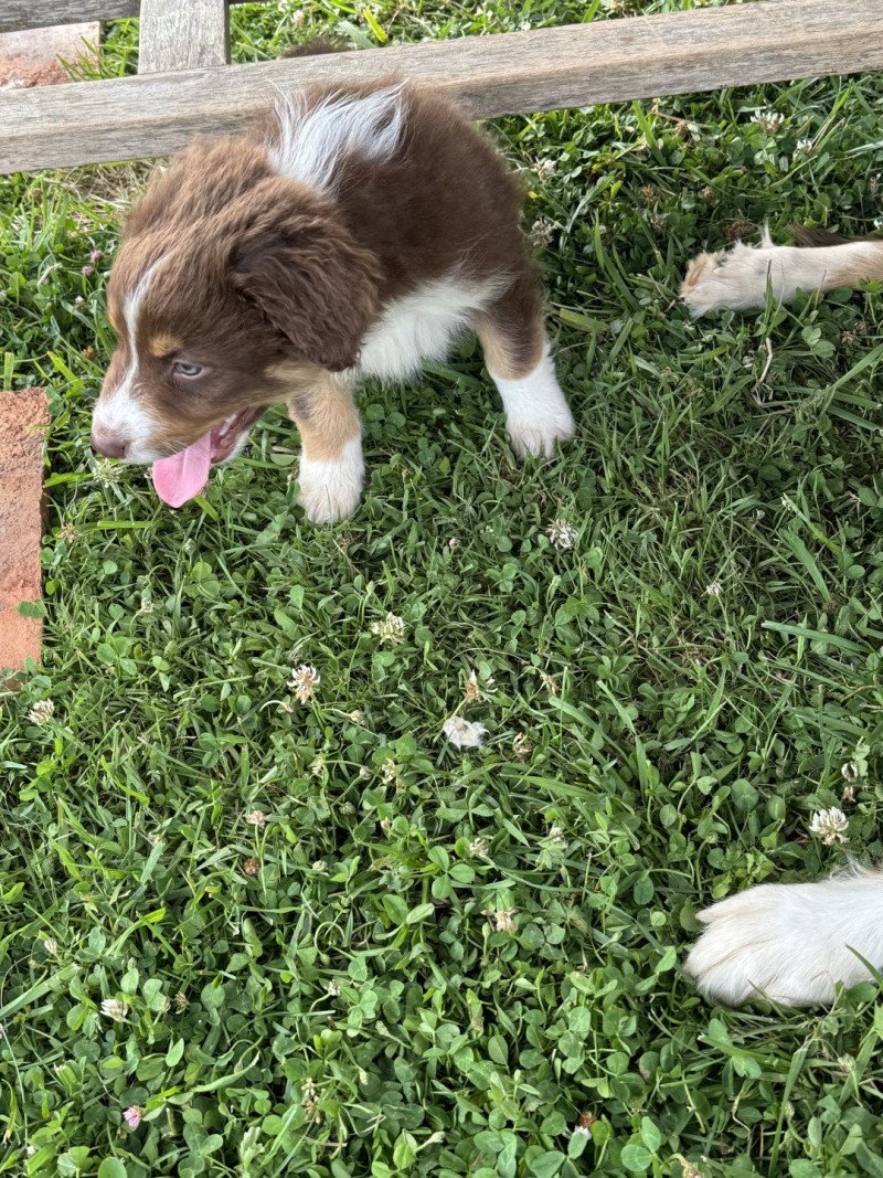 Vera Femelle Berger australien