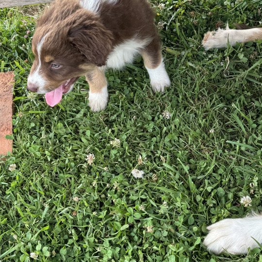 chiot Berger australien Rouge tricolore Vera Berger australien des fauminards
