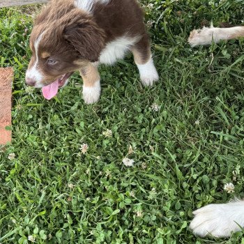 chiot Berger australien Rouge tricolore Vera Berger australien des fauminards
