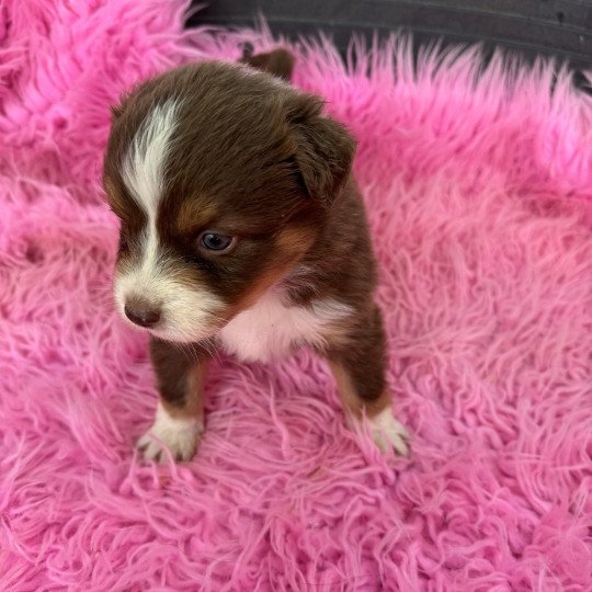 chiot Berger australien Rouge tricolore Berger australien des fauminards