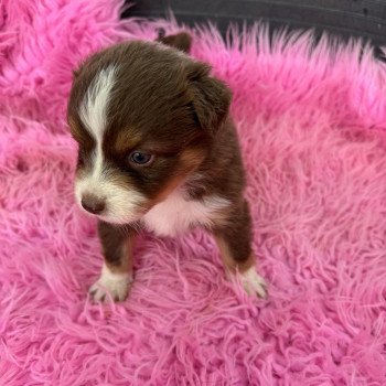 chiot Berger australien Rouge tricolore Berger australien des fauminards