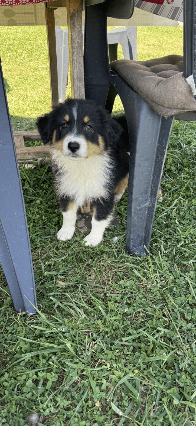 vicky Femelle Berger australien