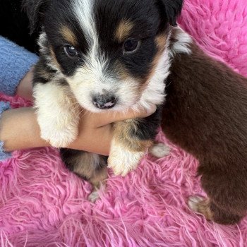 chiot Berger australien Noir tricolore Berger australien des fauminards