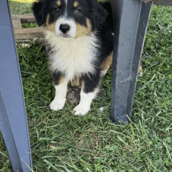 chiot Berger australien Noir tricolore vegan Berger australien des fauminards