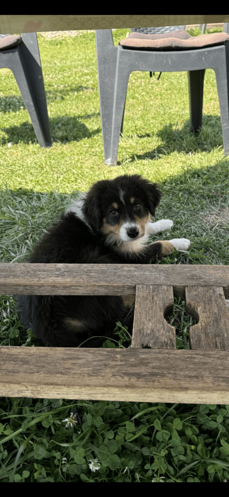 vegan Femelle Berger australien