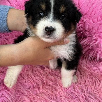 chiot Berger australien Noir tricolore Berger australien des fauminards