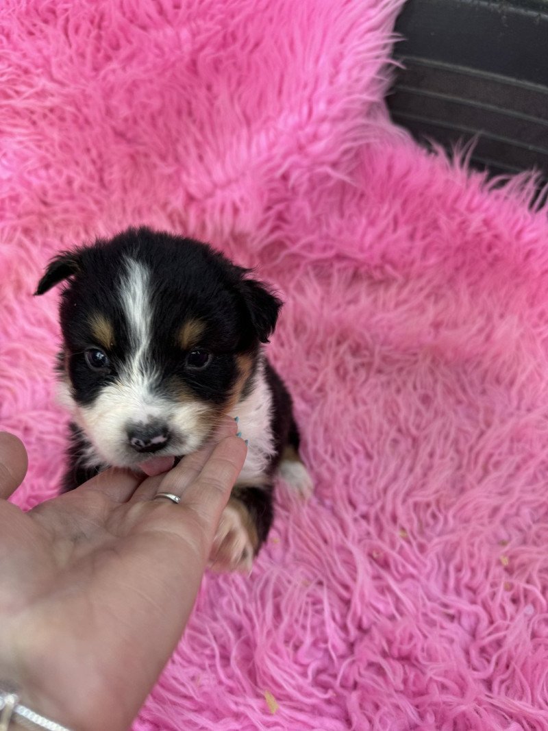 vanina Femelle Berger australien