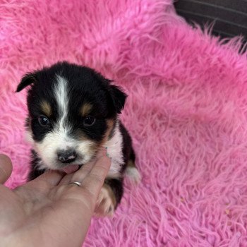 chiot Berger australien Noir tricolore Berger australien des fauminards