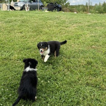 chiot Berger australien Noir tricolore vespa Berger australien des fauminards