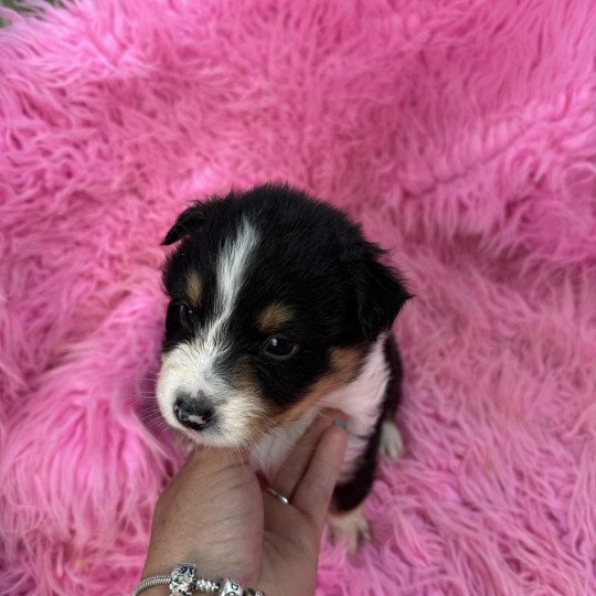 chiot Berger australien Noir tricolore Berger australien des fauminards