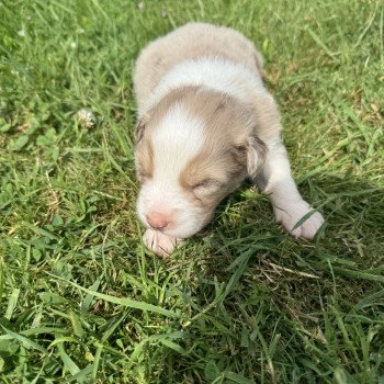 chiot Berger australien rouge merle Berger australien des fauminards