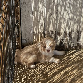 chiot Berger australien rouge merle RUBICS Berger australien des fauminards