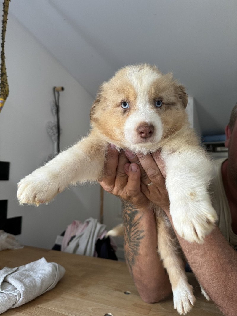 RUBICS Mâle Berger australien