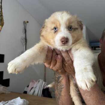 chiot Berger australien rouge merle RUBICS Berger australien des fauminards