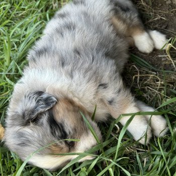 chiot Berger australien bleu merle Berger australien des fauminards