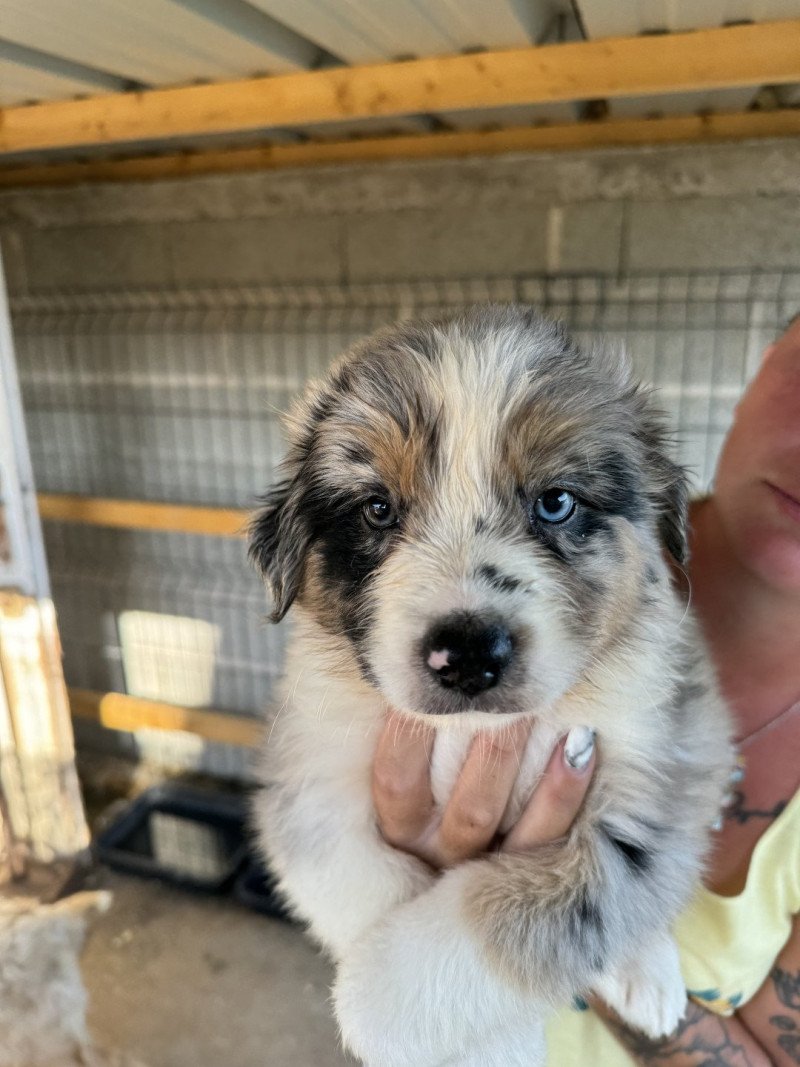EMERAUDE Femelle Berger australien