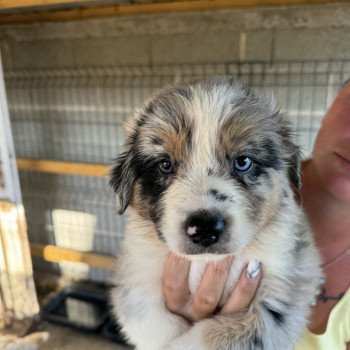 chiot Berger australien bleu merle EMERAUDE Berger australien des fauminards