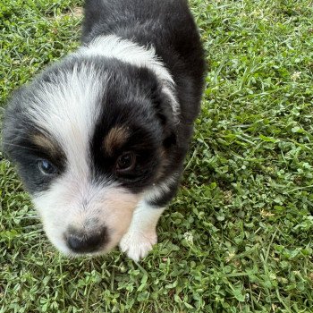 chiot Berger australien noir tricolore Berger australien des fauminards