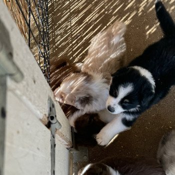 chiot Berger australien noir tricolore GOLDEN Berger australien des fauminards