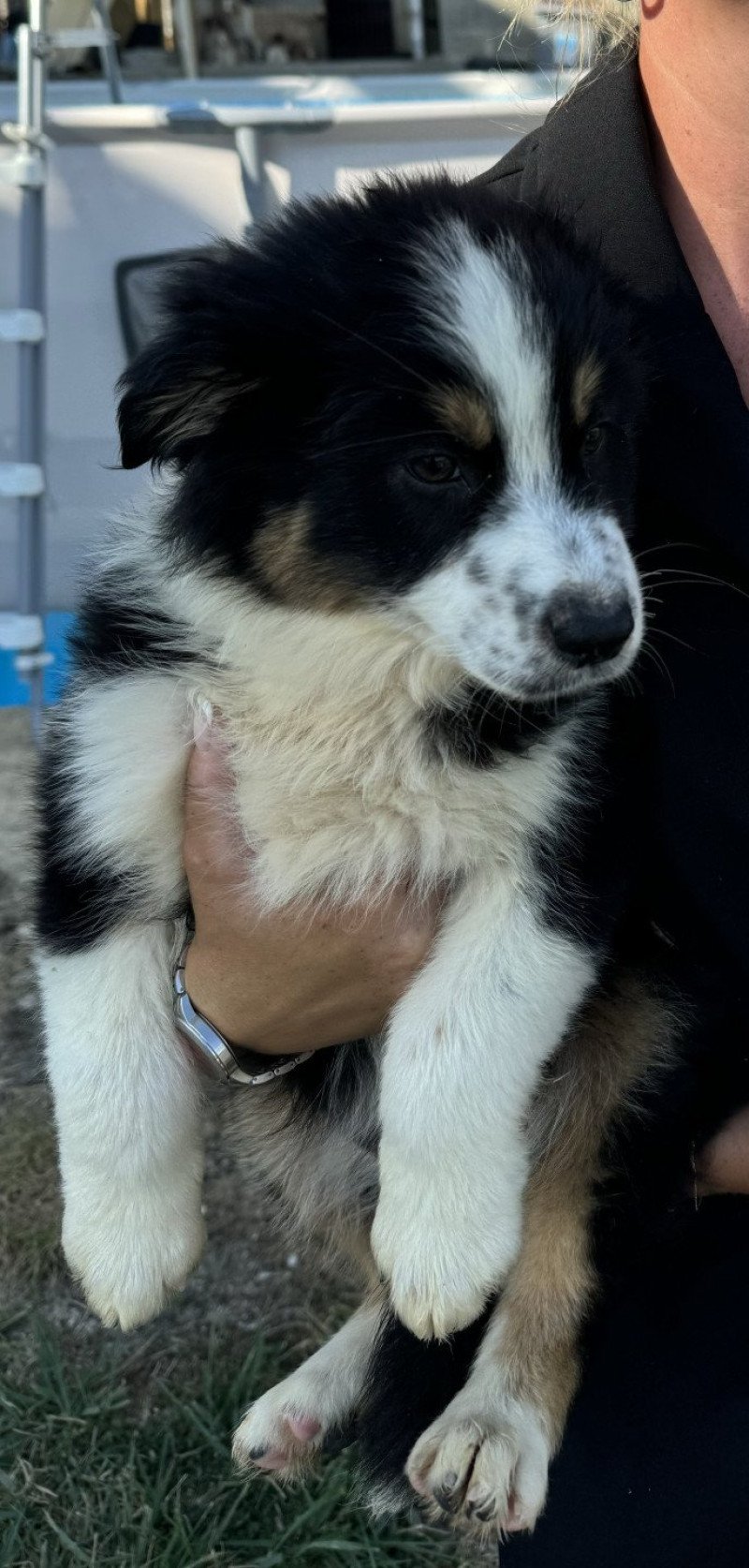 GOLDEN Mâle Berger australien