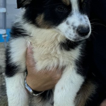 chiot Berger australien noir tricolore GOLDEN Berger australien des fauminards