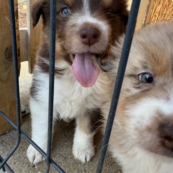 chiot Berger australien rouge tricolore SAPHIR Berger australien des fauminards