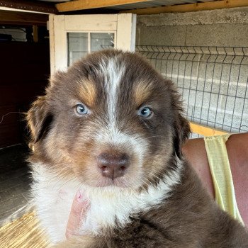 chiot Berger australien rouge tricolore SAPHIR Berger australien des fauminards