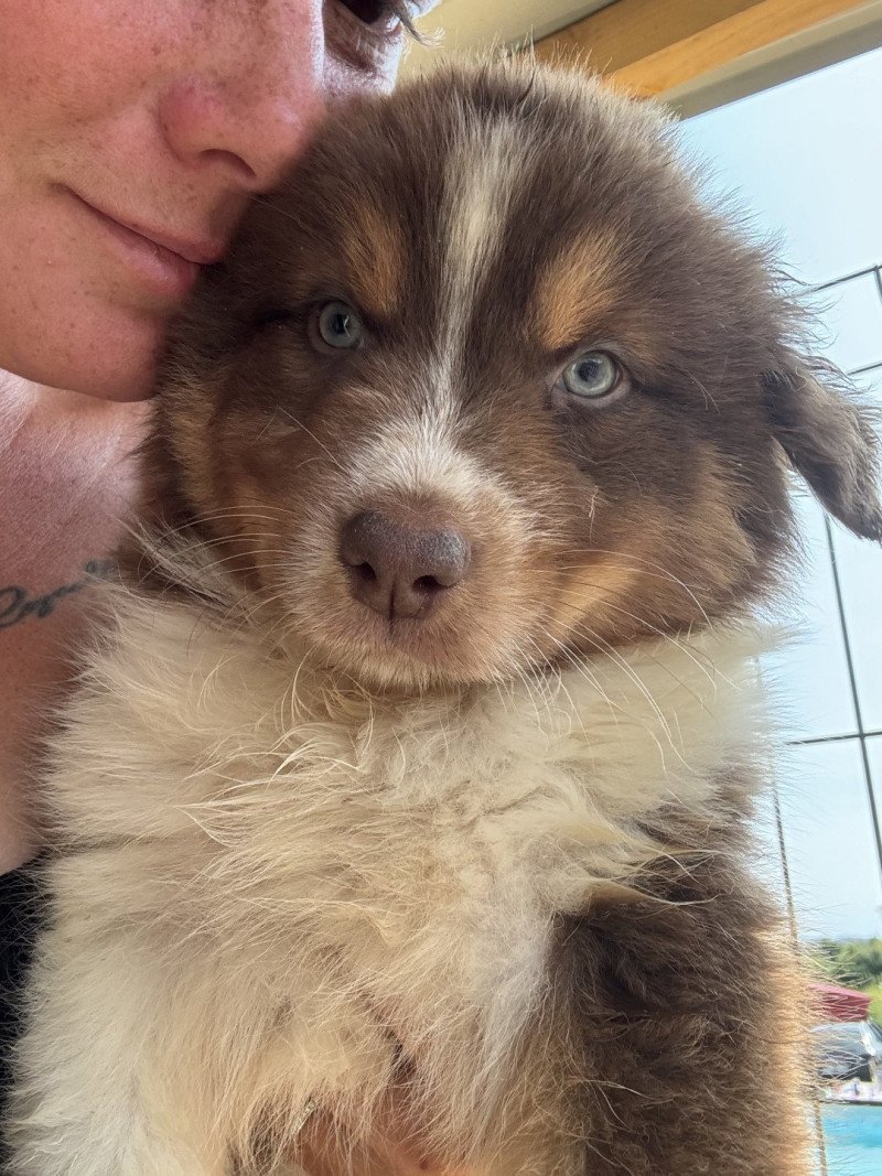 SAPHIR Femelle Berger australien