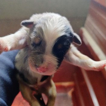 chiot Berger australien Bleu merle Berger australien des fauminards