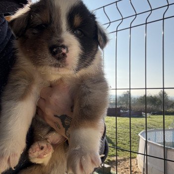 chiot Berger australien Bleu merle Apple Berger australien des fauminards