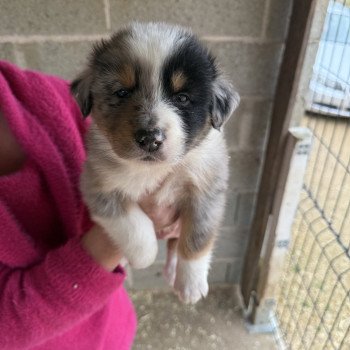 chiot Berger australien Bleu merle Apple Berger australien des fauminards
