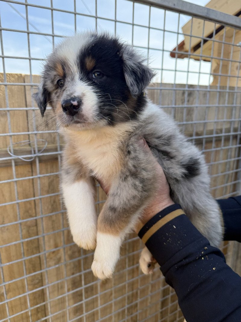 Apple Mâle Berger australien