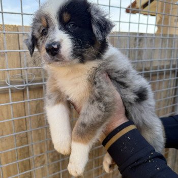 chiot Berger australien Bleu merle Apple Berger australien des fauminards