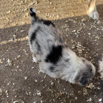 chiot Berger australien Bleu merle Berger australien des fauminards