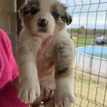 chiot Berger australien Bleu merle Berger australien des fauminards