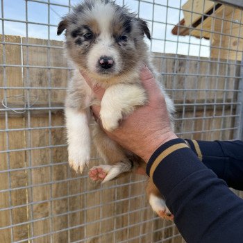 chiot Berger australien Bleu merle Arrow Berger australien des fauminards